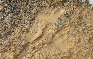 The beast of Grinton Moor?